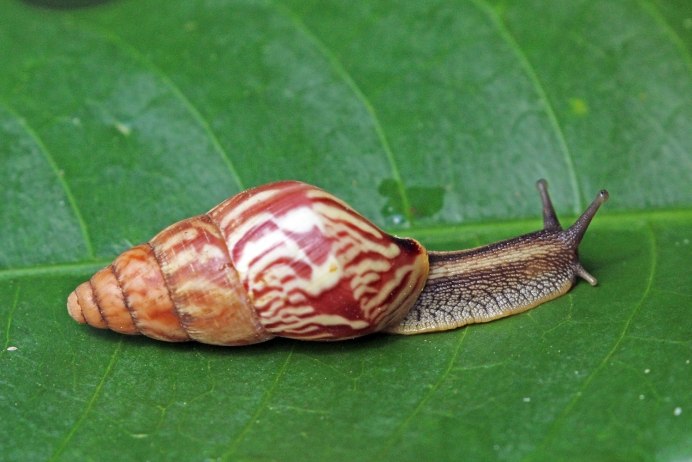 Achatina Fulica