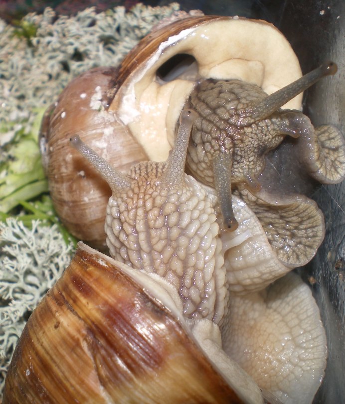 Helix pomatia раковина