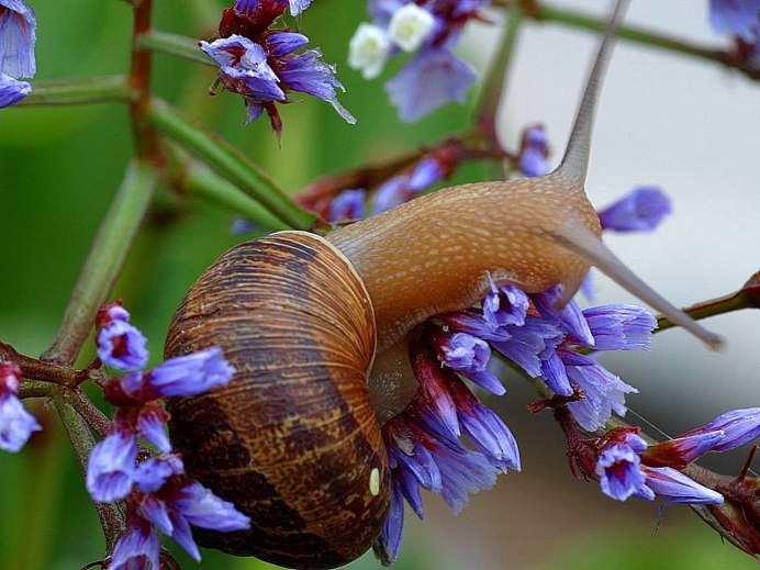 Улитка cochlea анатомия