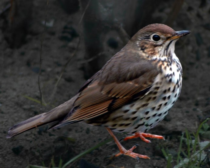 Turdus Merula самка