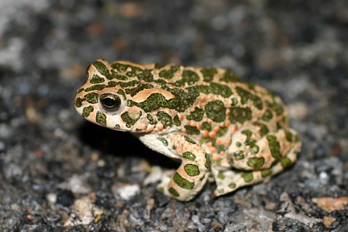 Зеленая жаба Bufo viridis