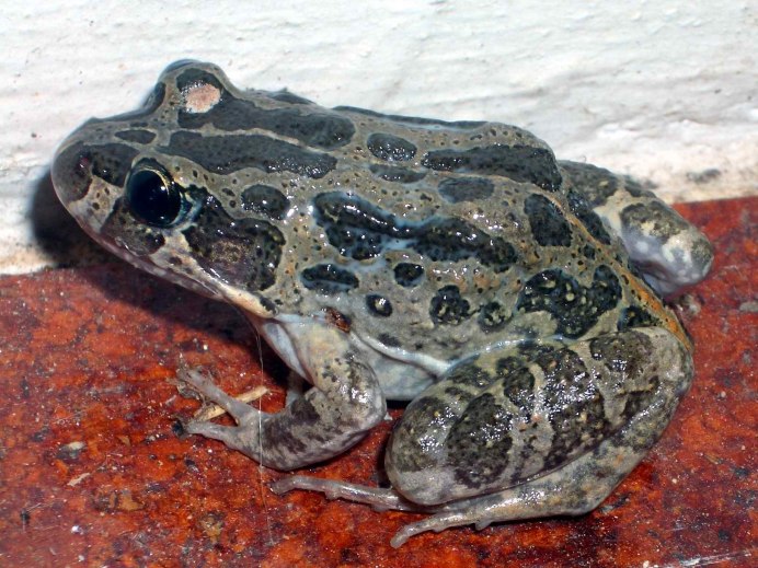 Rana luteiventris