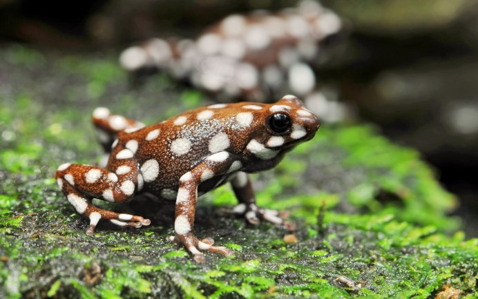 Зеленая жаба Bufo viridis