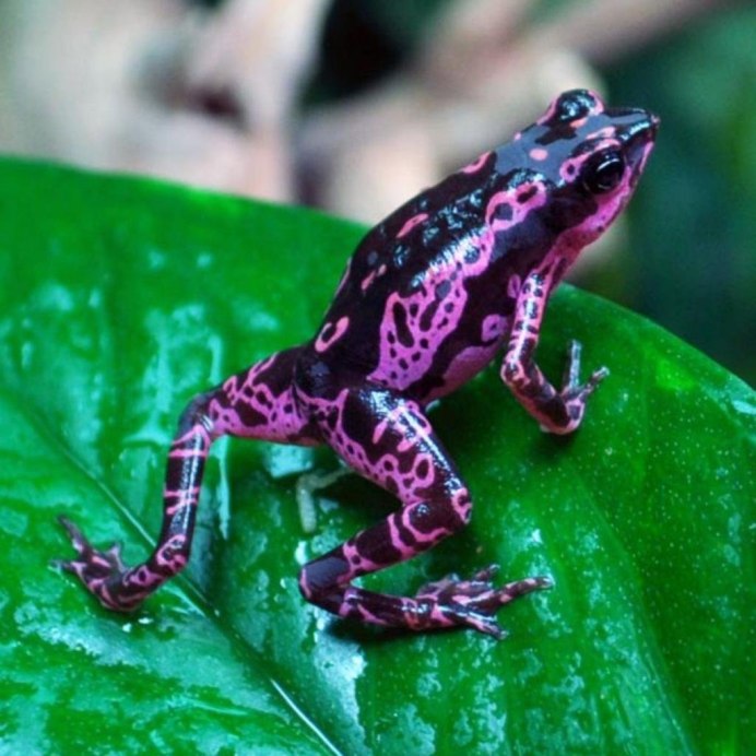 Жаба зеленая - Bufo viridis Laurenti