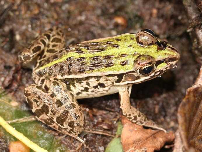 Кавказская крестовка (Pelodytes caucasicus)