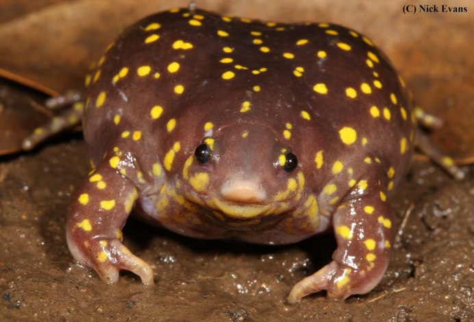 Зеленая жаба Bufo viridis