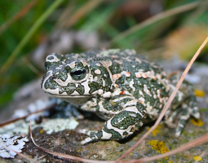 Жаба зелёная – Bufo viridis (Laurenti, 1768)