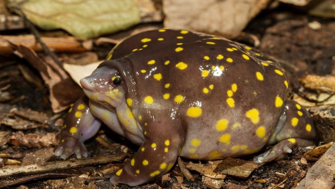 Зеленая жаба Bufo viridis