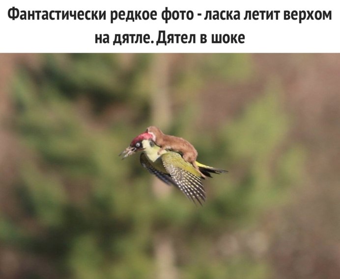 Дятел в Новосибирске