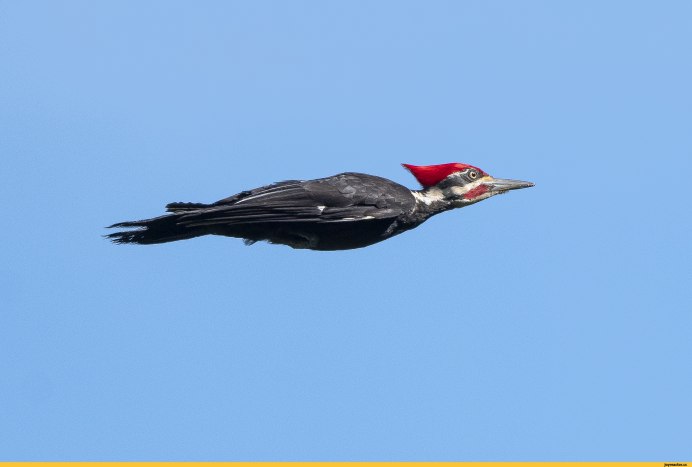 W Woodpecker