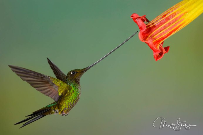 Ruby-throated Hummingbird птица