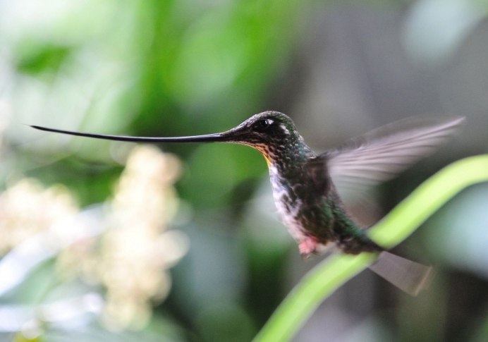 Ensifera Ensifera