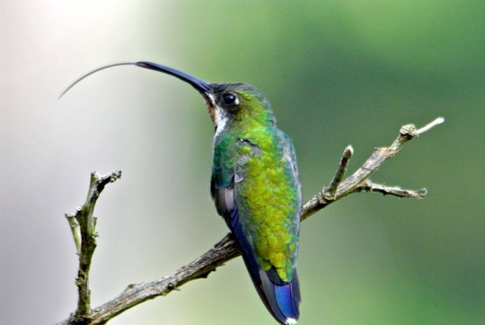 Ensifera Ensifera