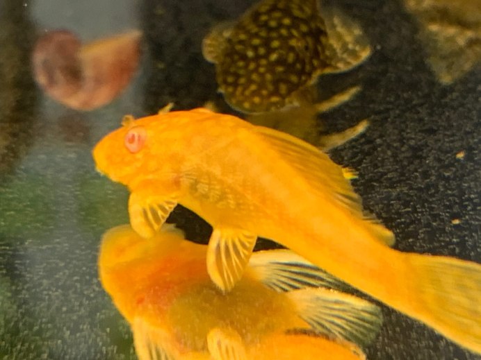 Baryancistrus xanthellus