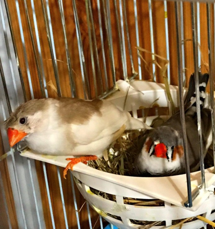 Амадины яйца высиживают
