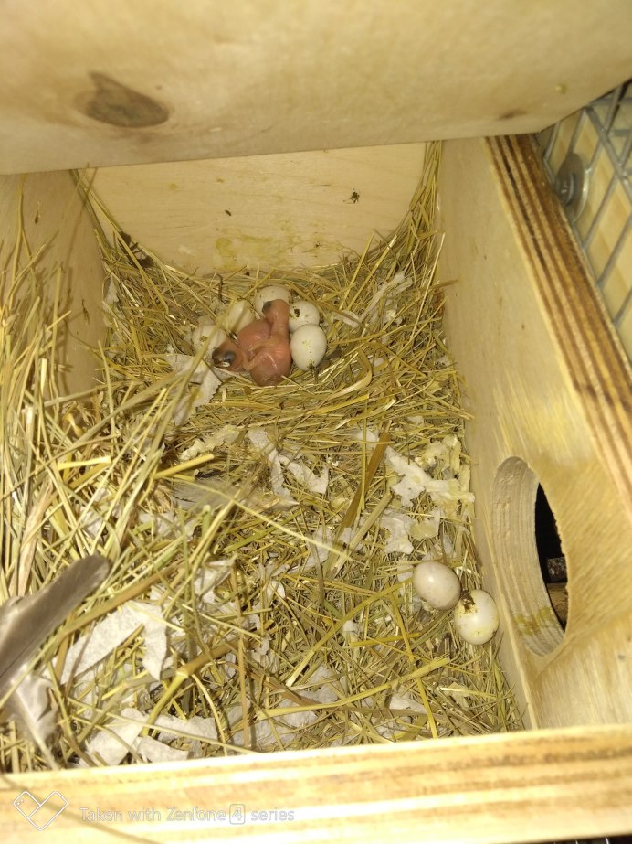 Птенцы гульдовой амадины