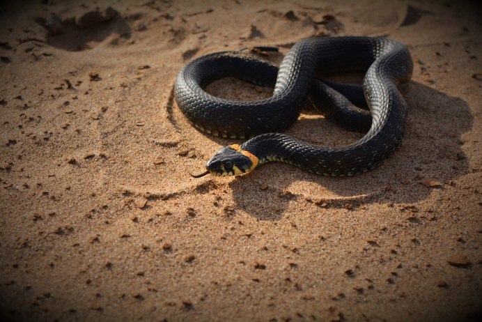 Walterinnesia aegyptia