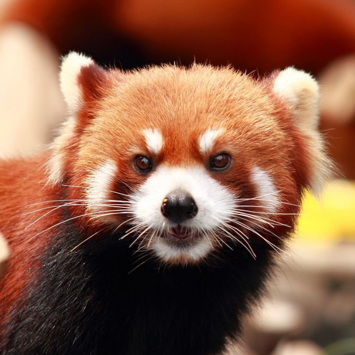 Малая Панда (Ailurus Fulgens