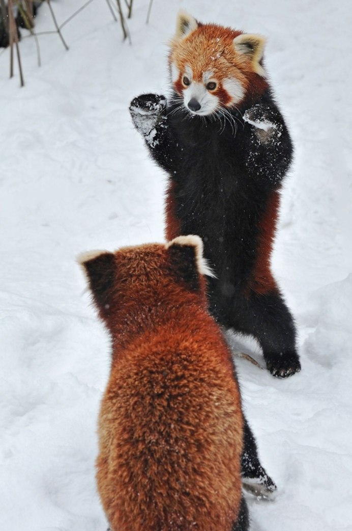 Малая Панда (Ailurus Fulgens