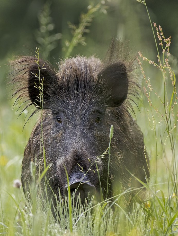 Тростниковый кабанчик