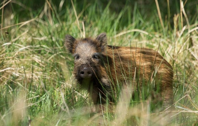 Шерсть кабана