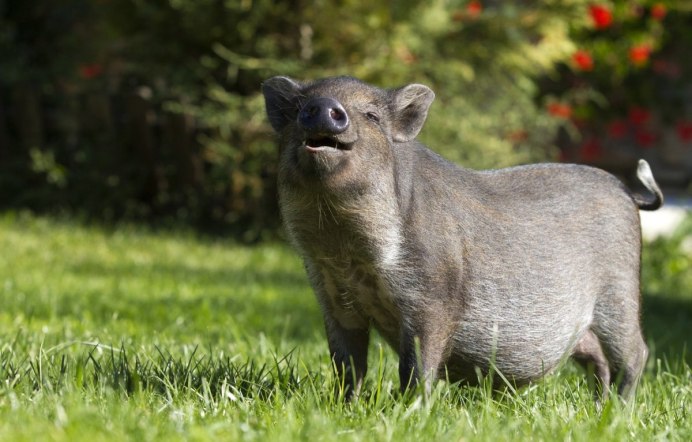 Кабан в субтропиках