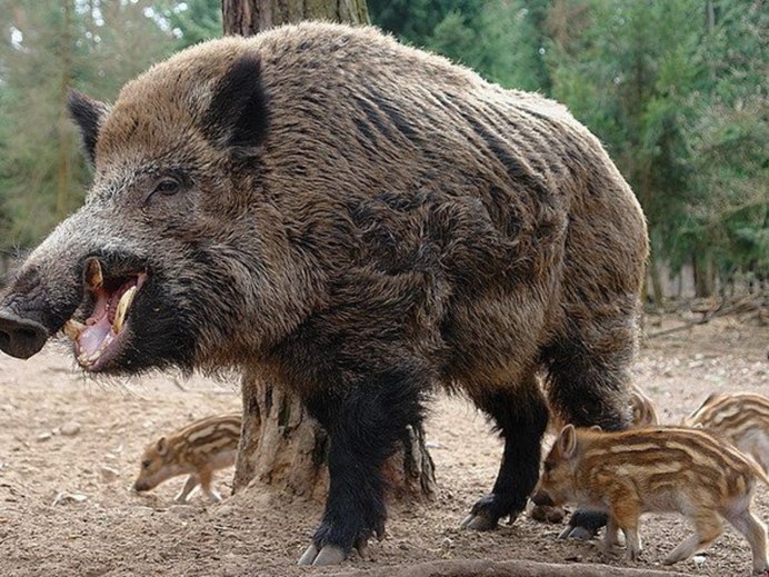 Млекопитающие животные кабан