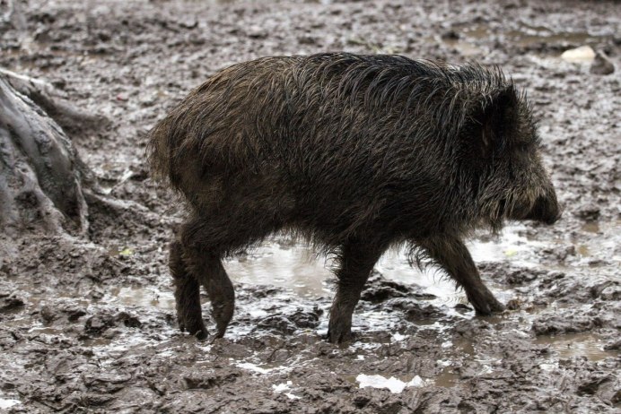 Европейский кабан