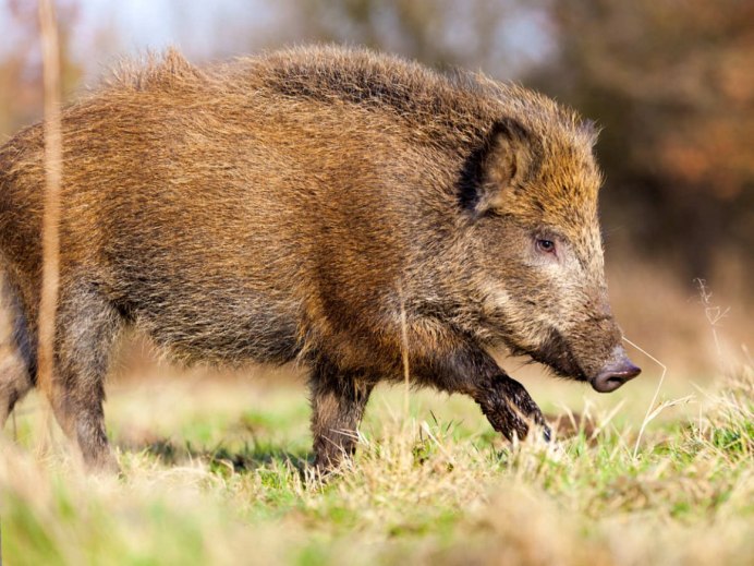 Шерсть кабана