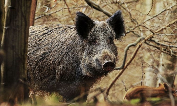 Кабан (sus scrofa)