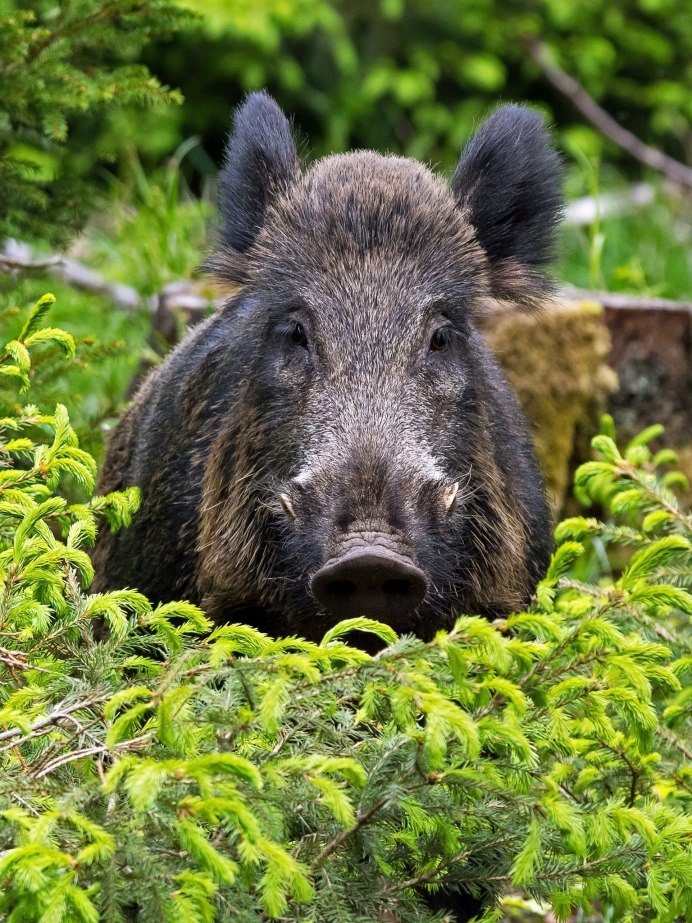 Полосатая свинья