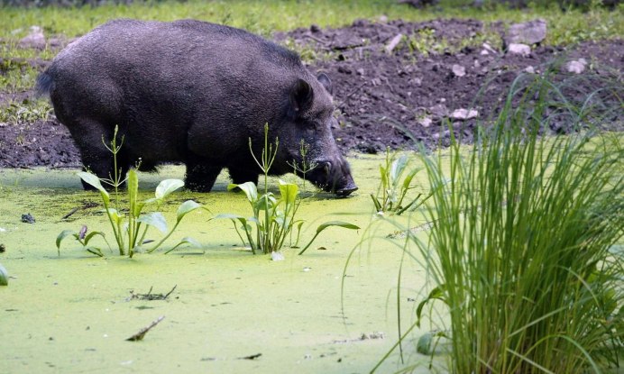 Тебердинский заповедник кабан