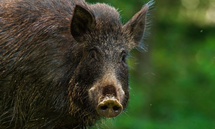 Лесной кабан секач