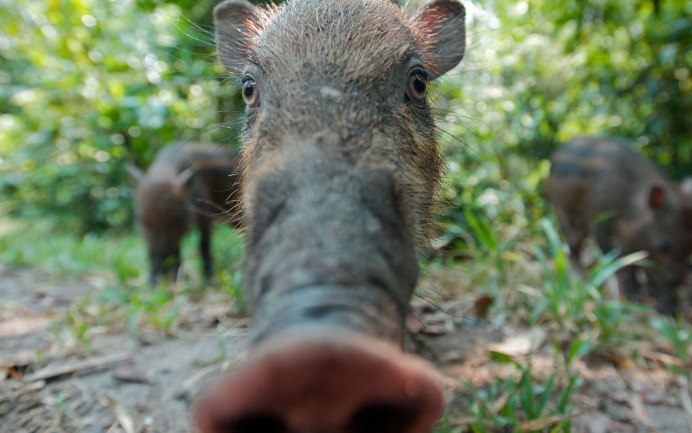 Дикий кабан Ягорлык