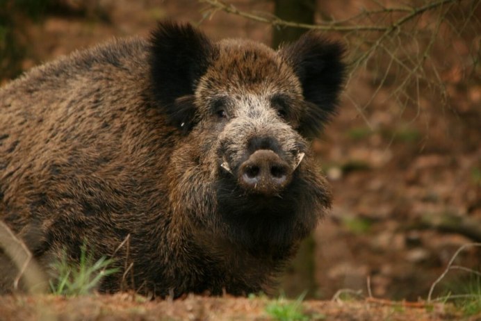 Тростниковый кабанчик