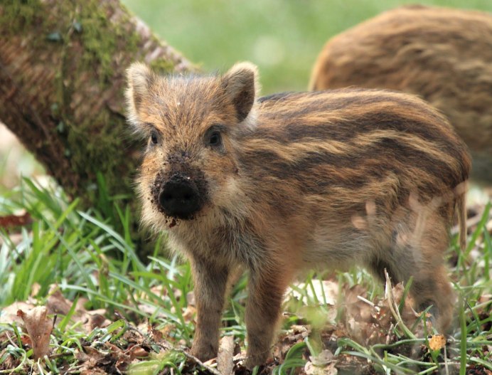 Европейский дикий кабан sus scrofa Ferus