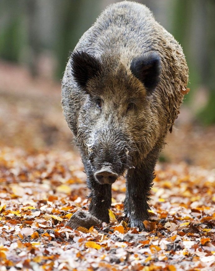 Дикие кабаны» (Wild Hogs)