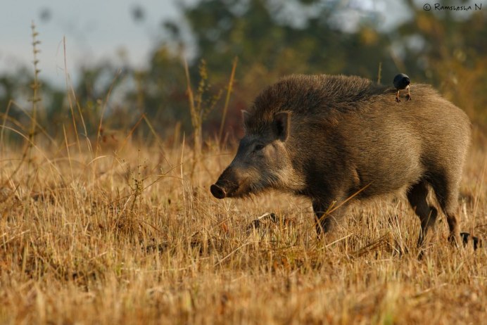 Кабан в воде