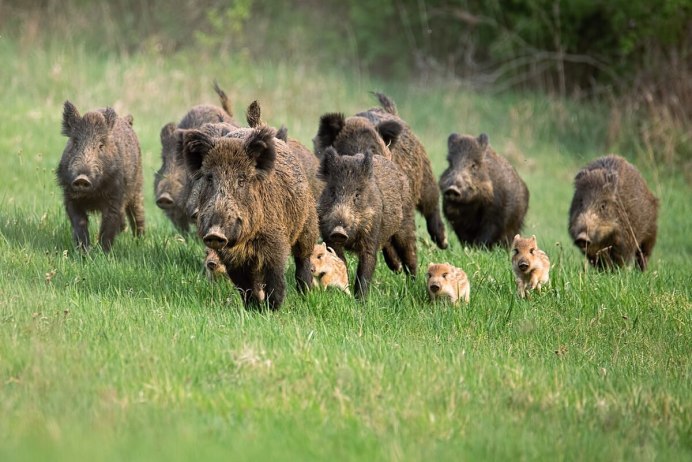 Кабанчик взрослый