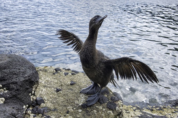 Галопоготский не летающий Боклан