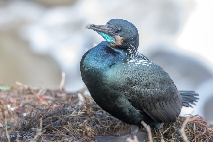 Бескрылый Баклан