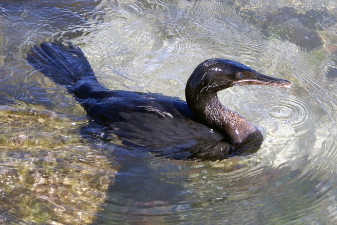 Галапагосский нелетающий Баклан