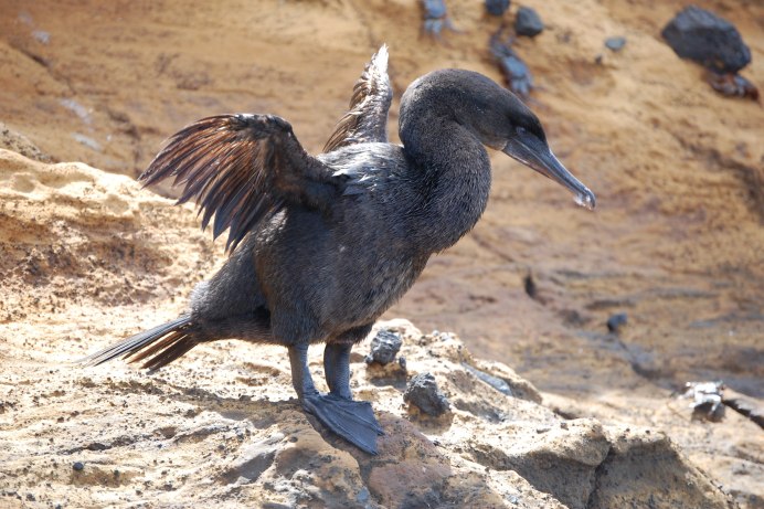 Нелетающий Баклан Галапагосские острова