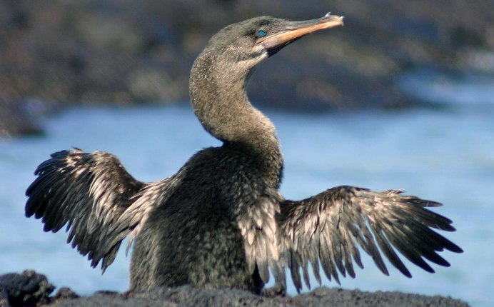 Bbc Галапагосские острова