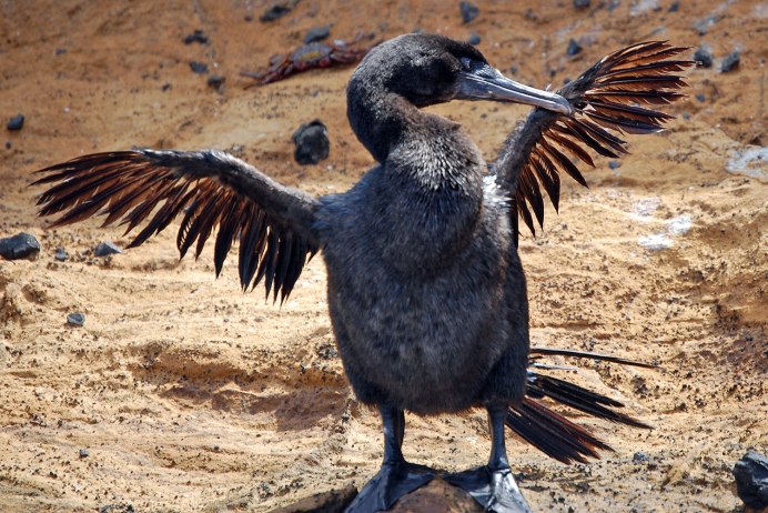 Баклан Волжский