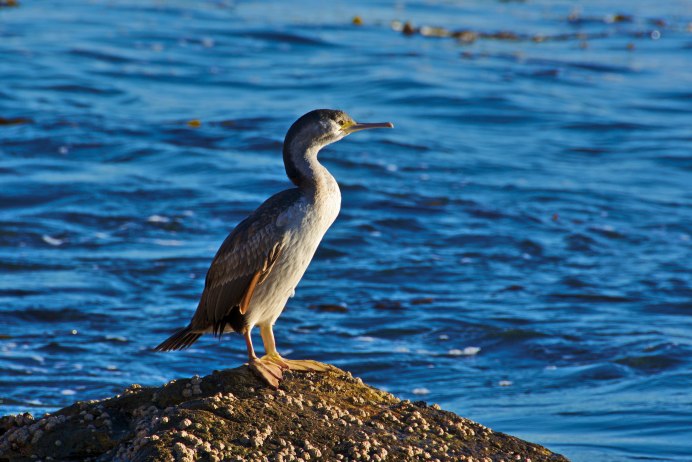 Phalacrocorax harrisi