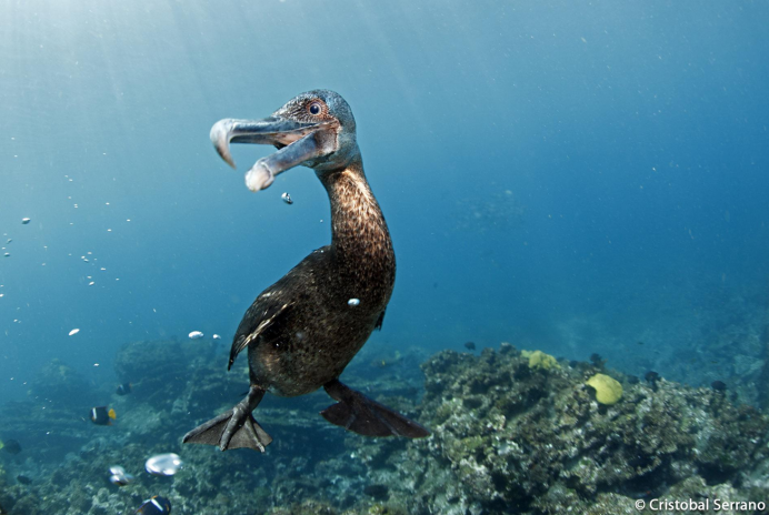 Галапагоские не летающие Баклан