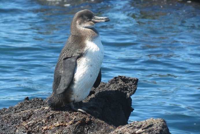 Галапагосский нелетающий Баклан