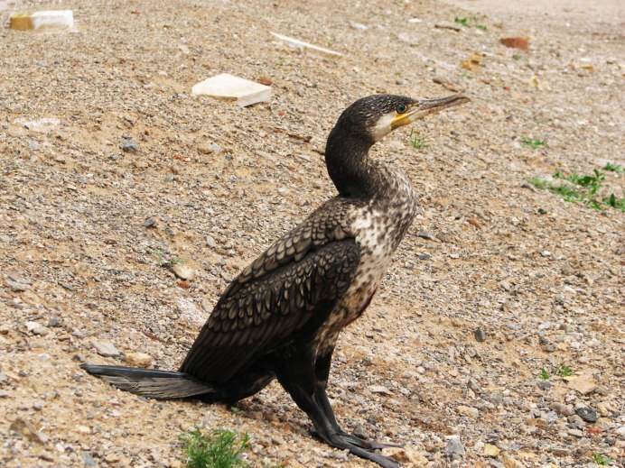 Галапагосский Альбатрос