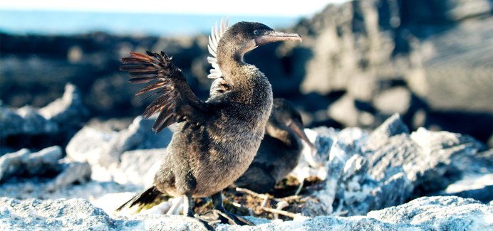 Галапагосский нелетающий Баклан